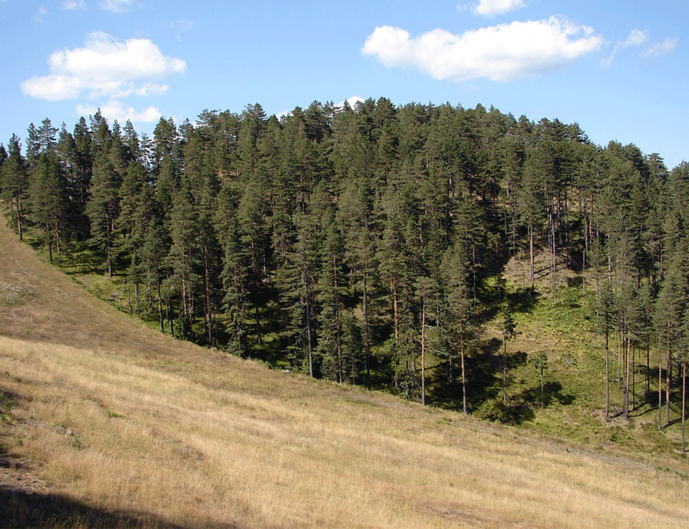 ZLATIBOR SKORO PUST